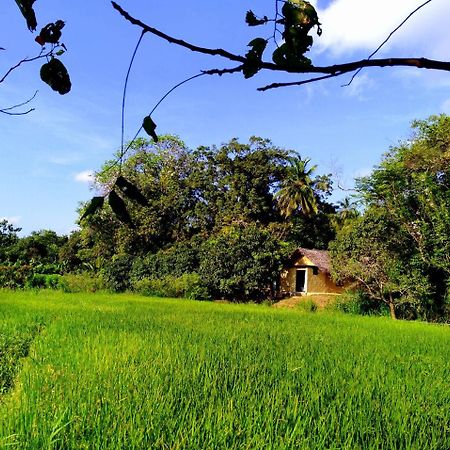 Raintree Villa Dambulla Ngoại thất bức ảnh