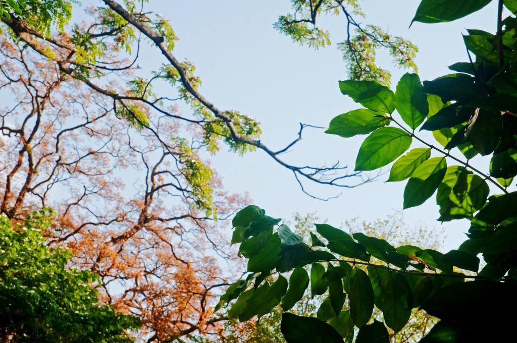 Raintree Villa Dambulla Ngoại thất bức ảnh