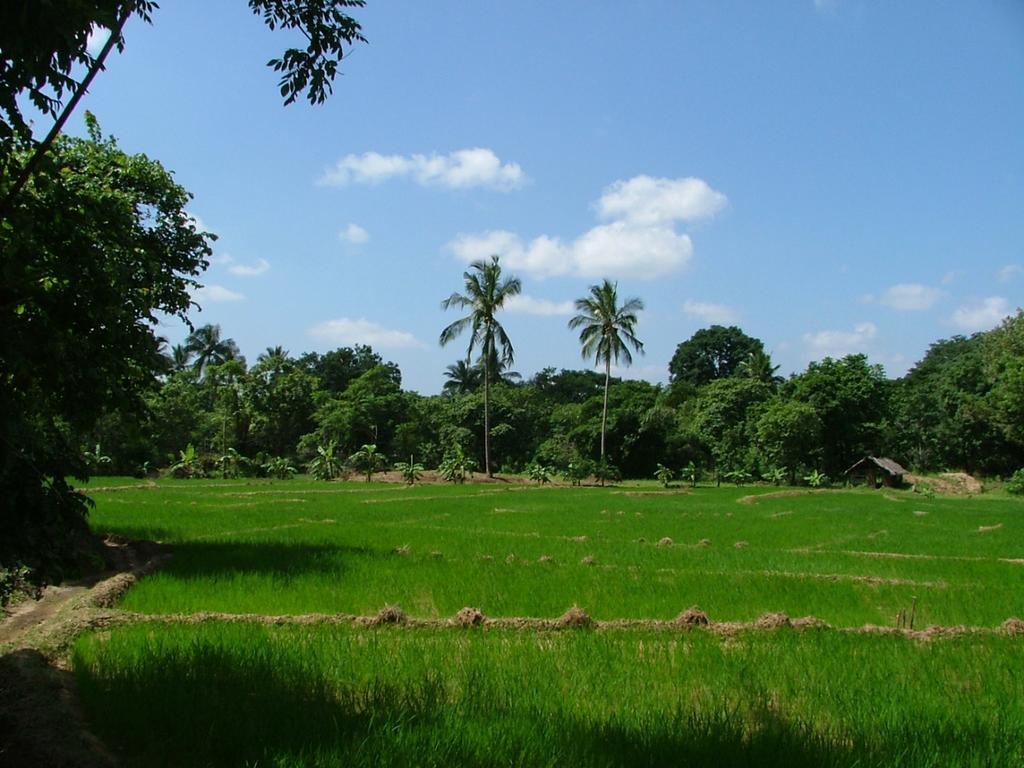 Raintree Villa Dambulla Ngoại thất bức ảnh